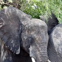 BWA NW Chobe 2016DEC04 NP 102 : 2016, 2016 - African Adventures, Africa, Botswana, Chobe National Park, Date, December, Month, Northwest, Places, Southern, Trips, Year